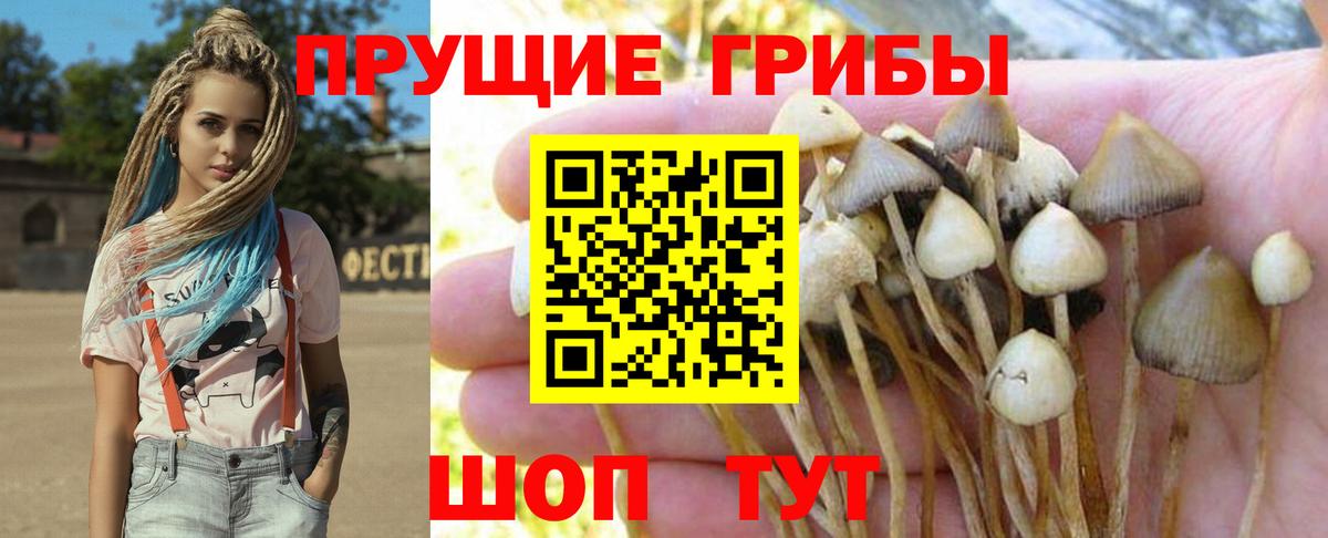Галлюциногенные грибы Psilocybine cubensis  Вход с VPN  Строитель  Псилоцибиновые грибы мицелий 